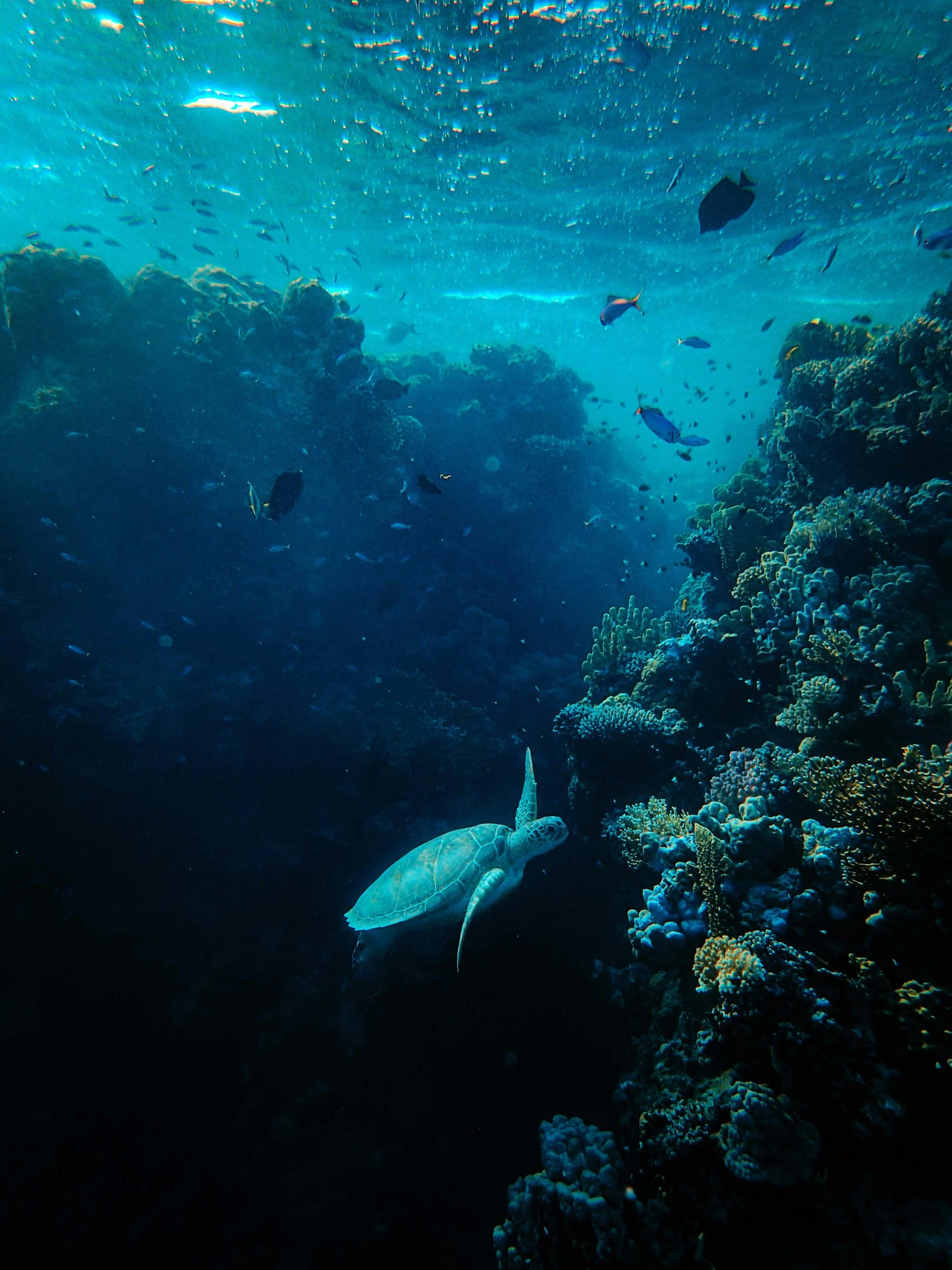 Maldives tour packages